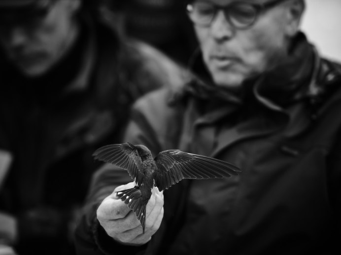 Ласточка swallow
