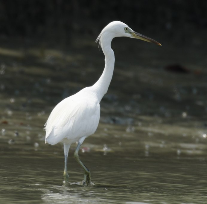 Egret Translate