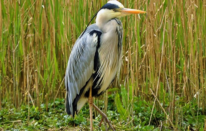Колпица обыкновенная (Platalea leucorodia)
