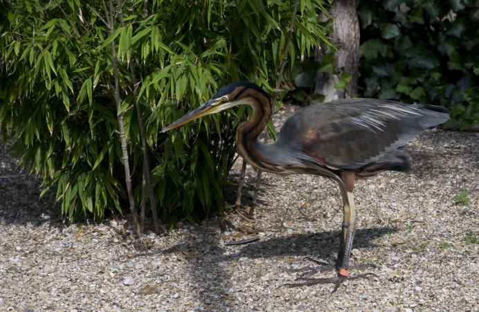 Egretta eulophotes