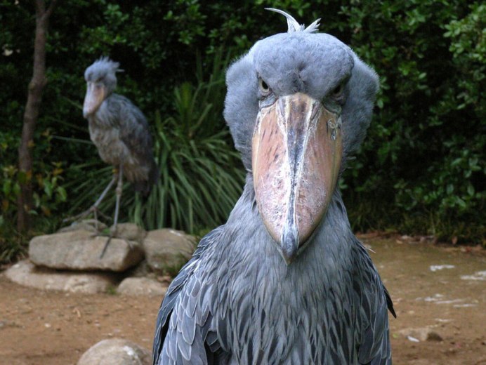 Mullet Bird