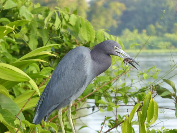 Африка́нский клюва́ч (Mycteria ibis),