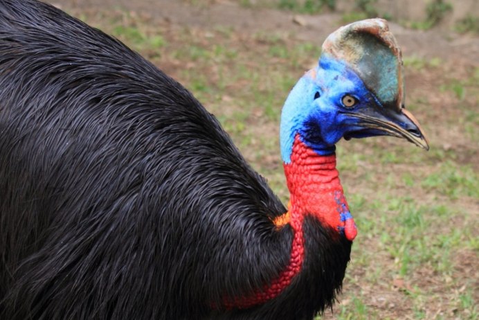 Casuarius casuarius