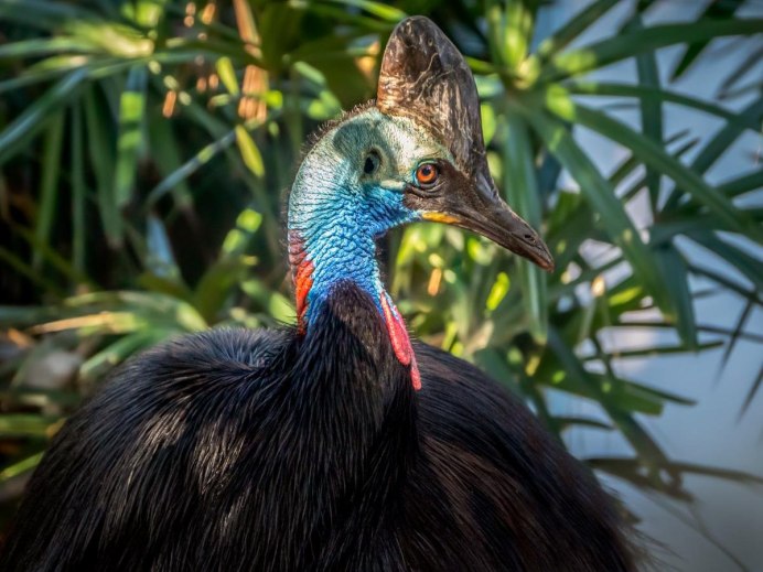 Cassowary Burrunggui
