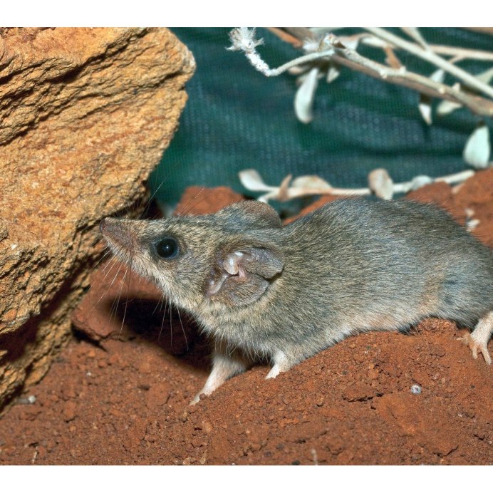 Sorex minutus