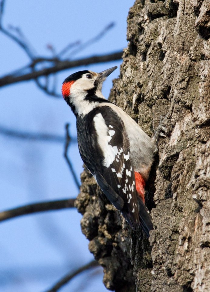 Дятел самка и самец