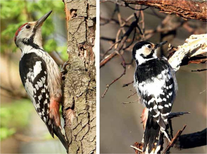 Седой дятел самец