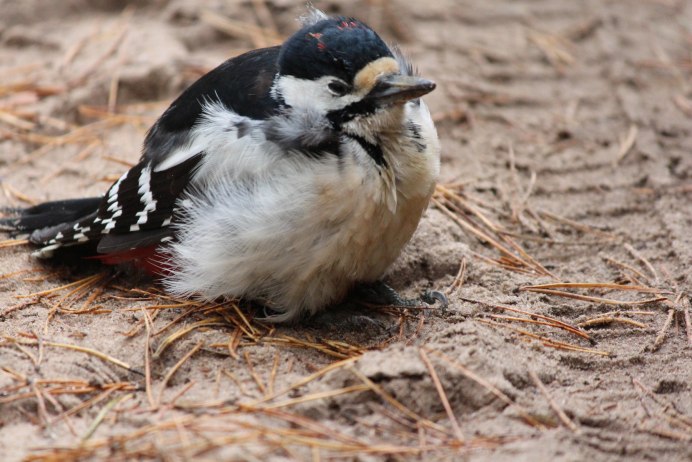 Птица самка дятла