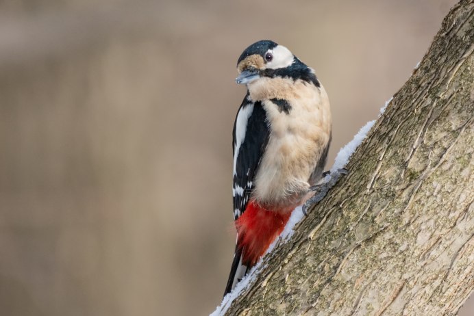 Сапсан птица фото