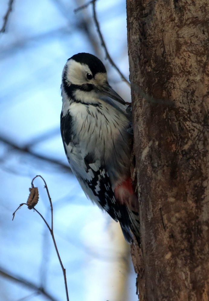 Белоспинный дятел самка