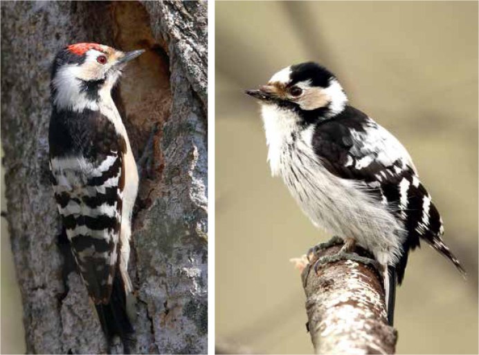 Белоспинный дятел