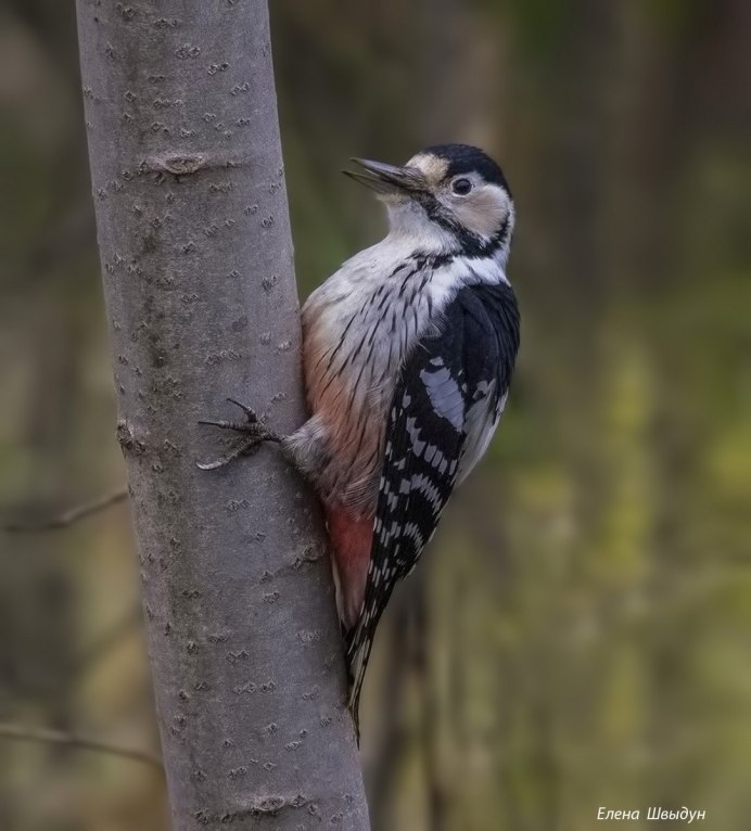 Белоспинный Королевский дятел