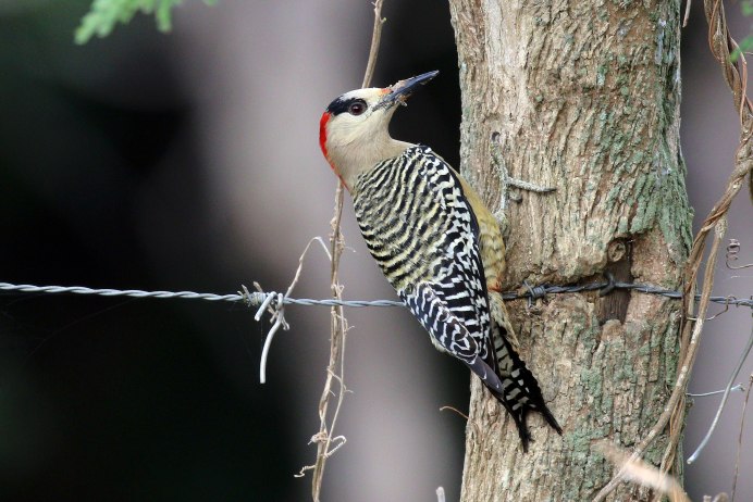 Седоголовый дятел самка