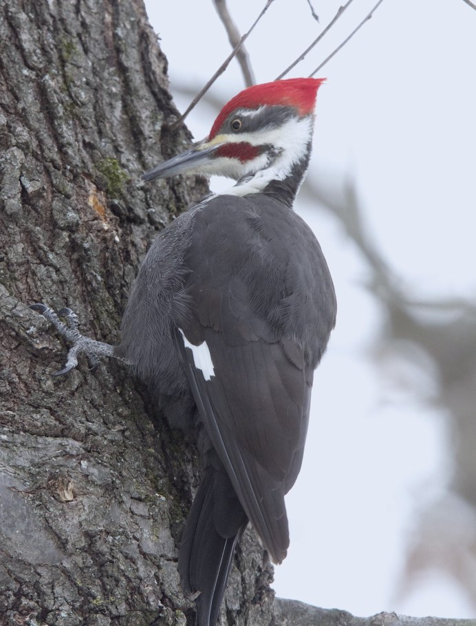 Белоспинный дятел фото птицы