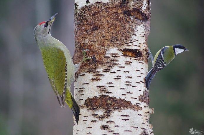 Лунь Луговой зеленый дятел