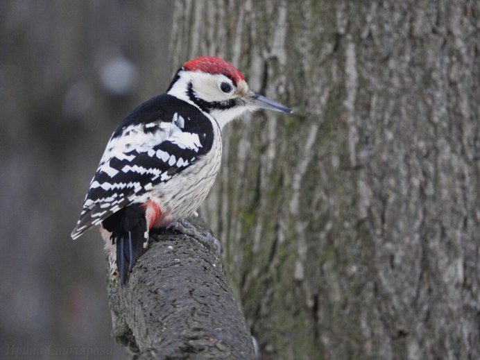 Желна самец