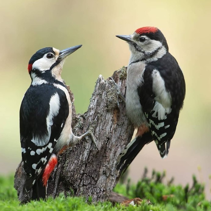 Большой пестрый дятел самец и самка