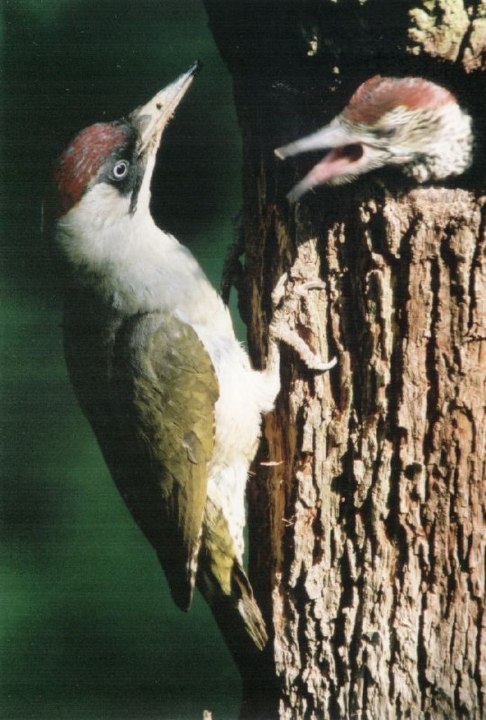 Большой пёстрый дятел Dendrocopos Major