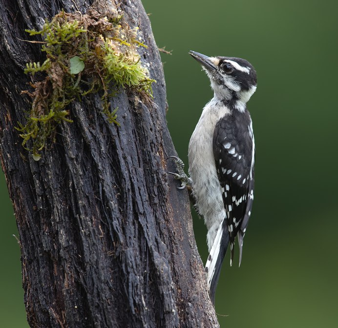 Самка дятла