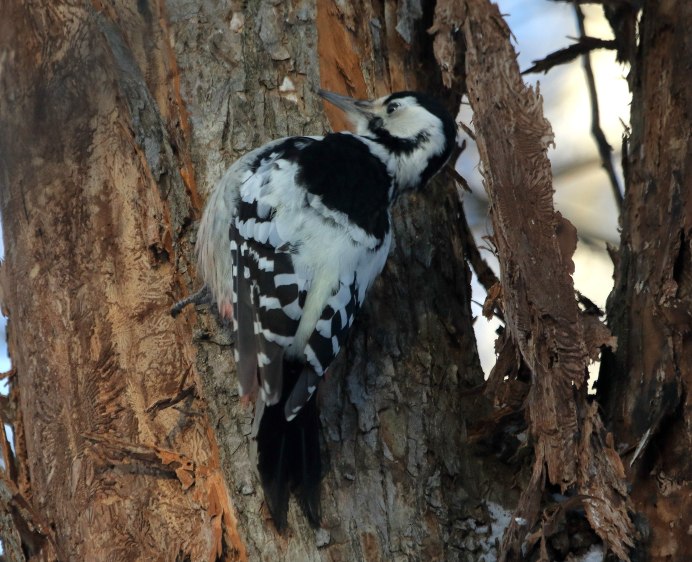 Пестрый дятел самка