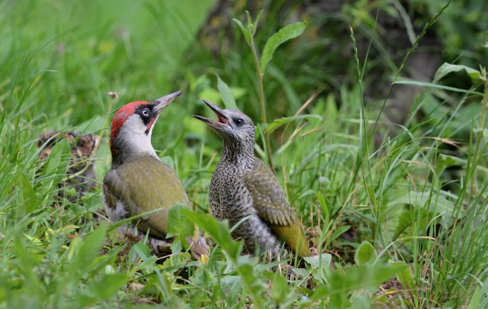 Малый пестрый дятел