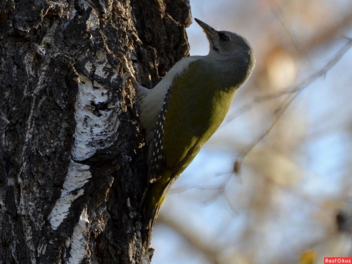 Самка дятла