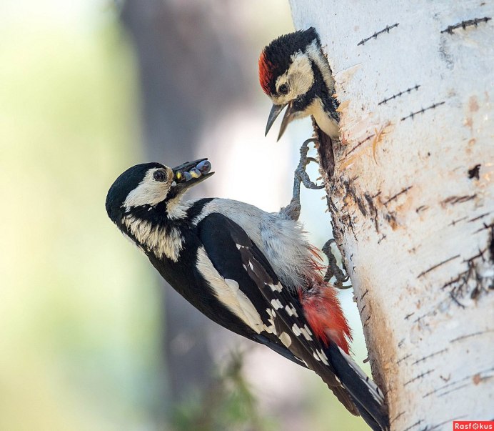 Hairy Woodpecker Habitat