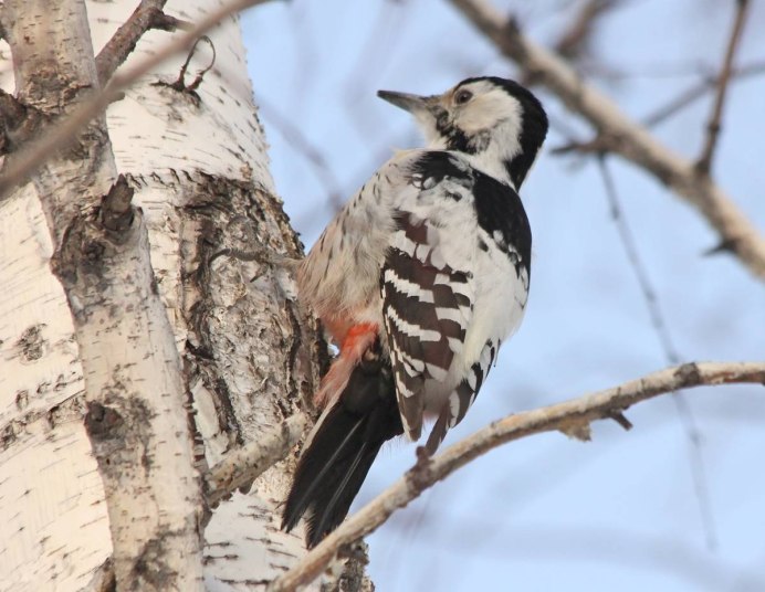Малый пестрый дятел самка