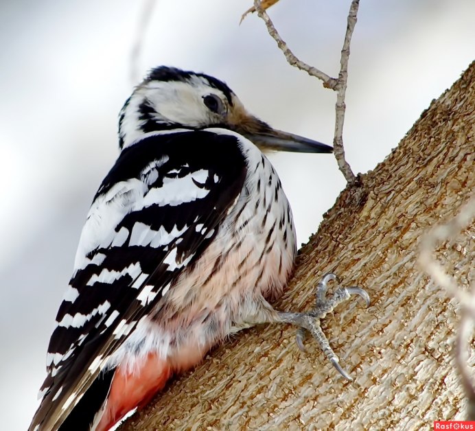 Самка дятла фото птицы