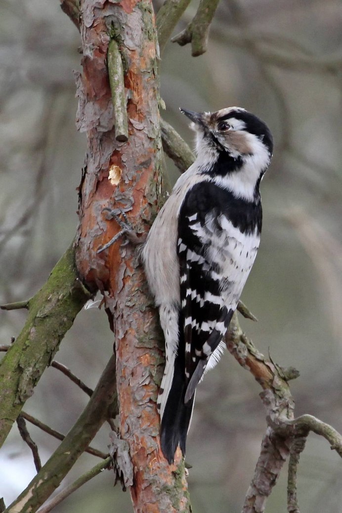 Малый пестрый дятел самочка