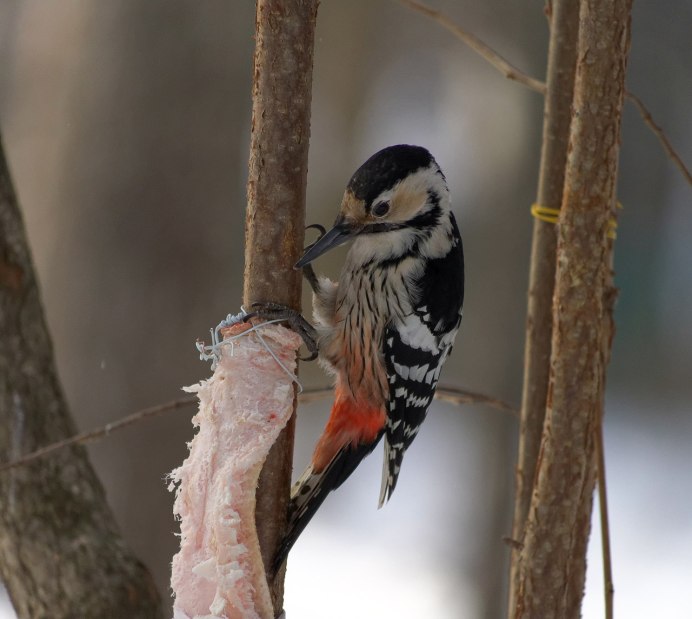 Белоспинный дятел Амка