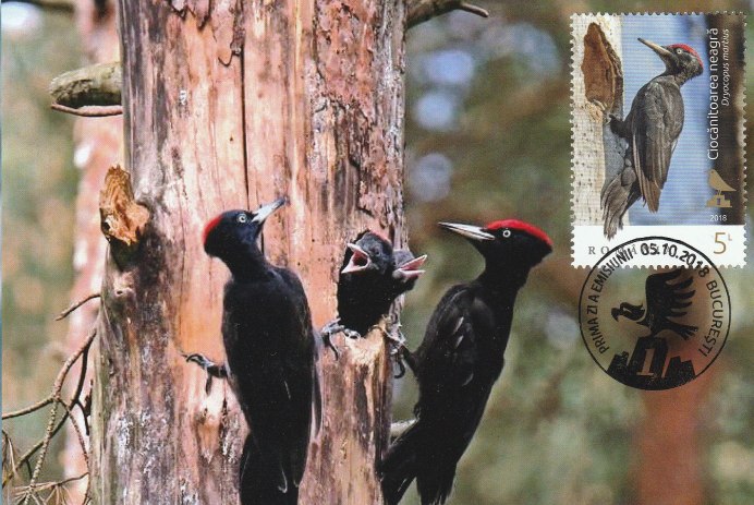 Седой дятел самка