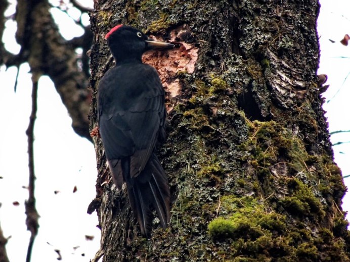 Melanerpes superciliaris