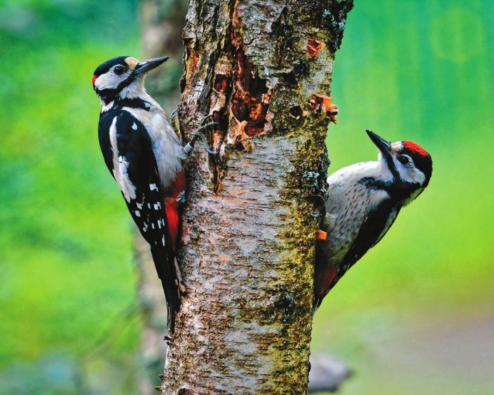 Императорский дятел (Campephilus Imperialis)