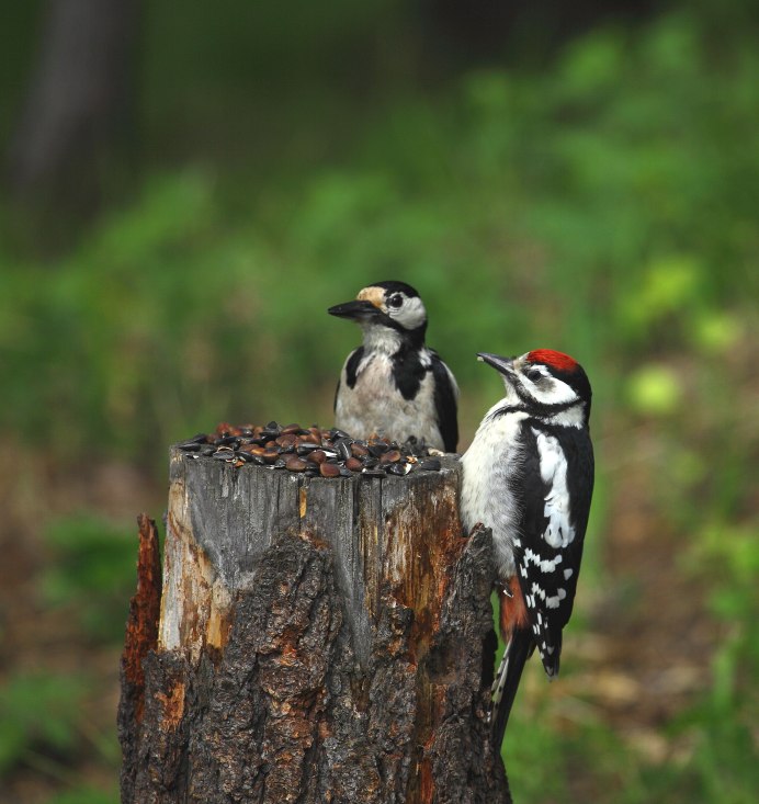 Зеленый дятел Желна