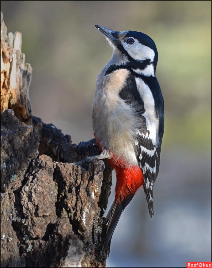 Пестрый дятел самка