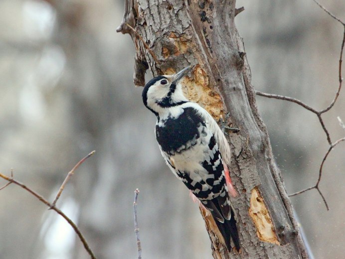 Белоспинный дятел самец и самка
