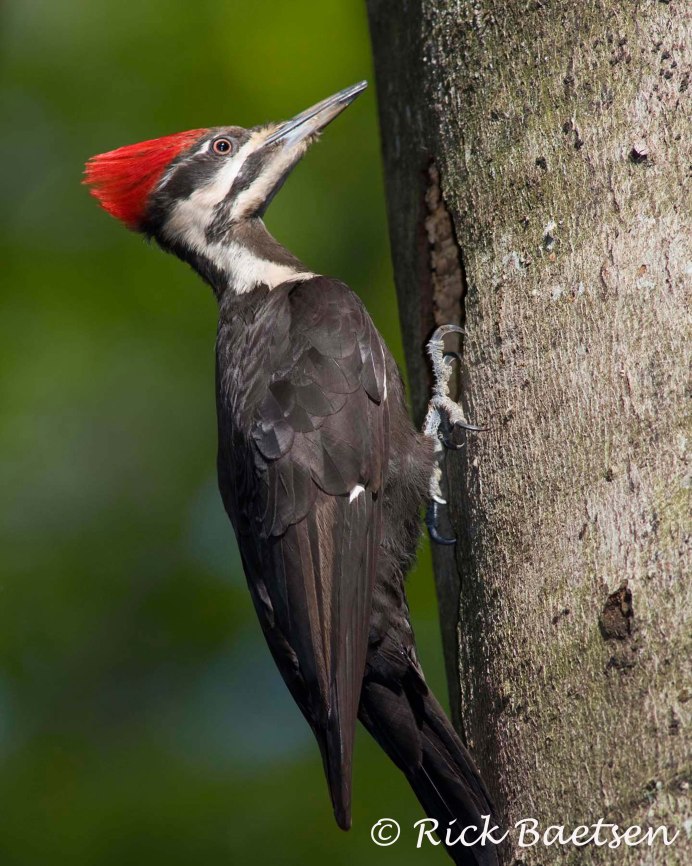 Седой дятел