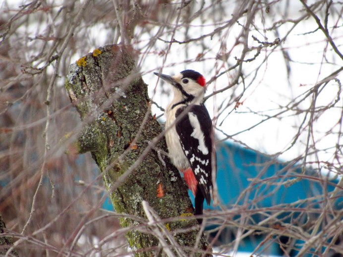 Камчатский дятел