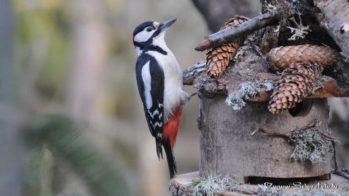 Желна самец и самка