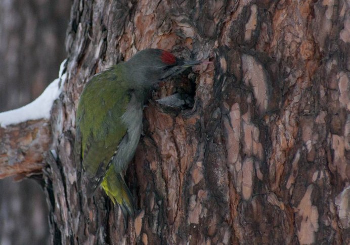 Хохлатый Красношапочный дятел
