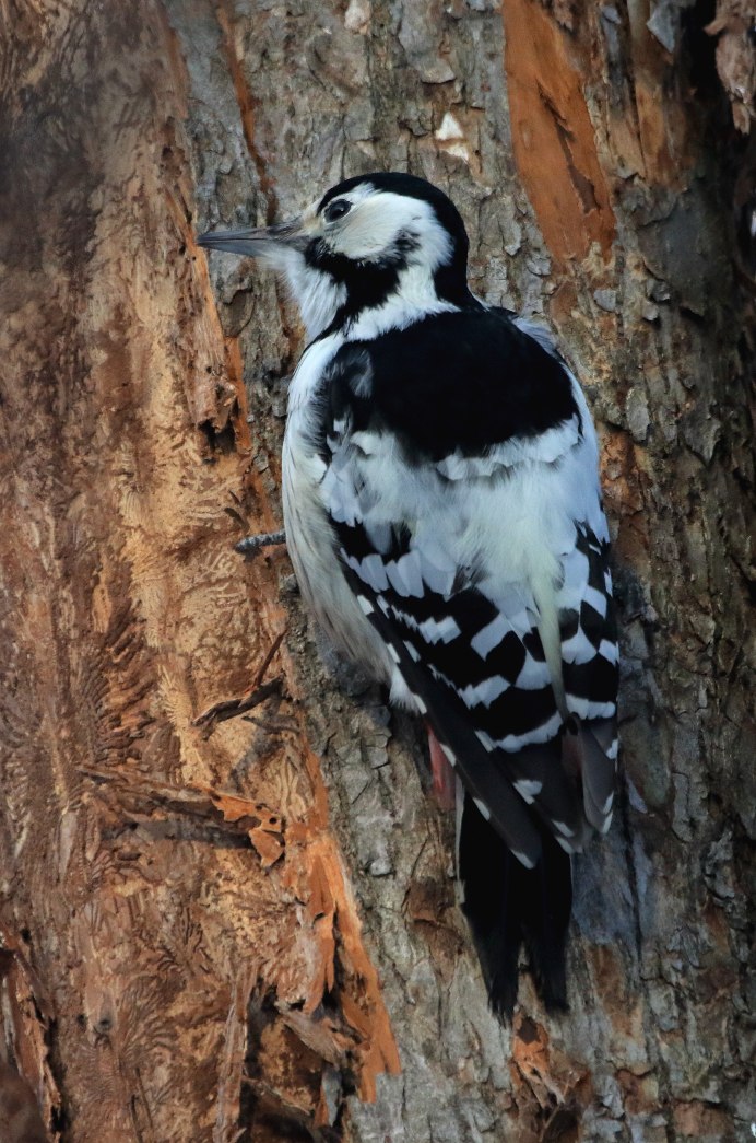 Большой пестрый дятел самка