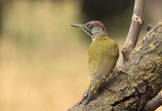 Малый пестрый дятел