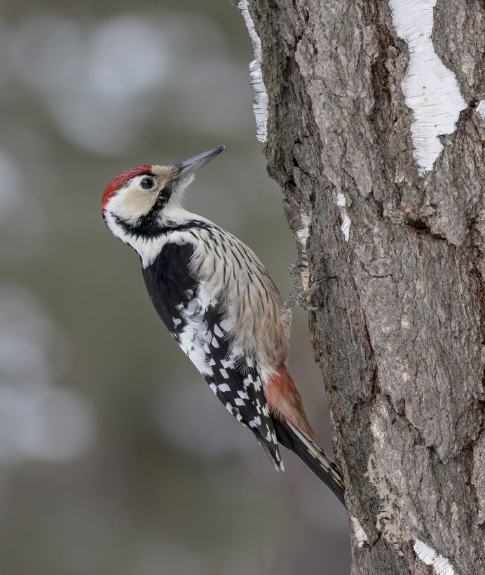 Седой дятел макро