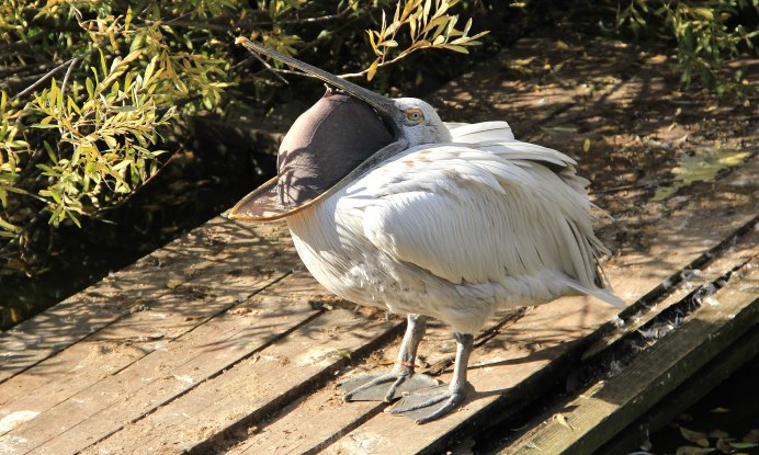 Мешок пеликана