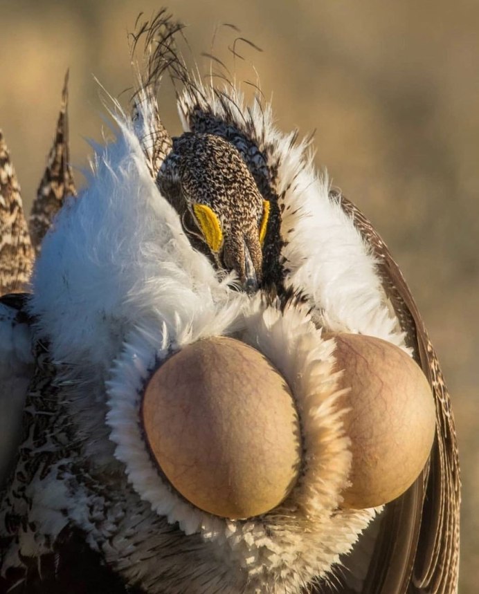 Полынный тетерев