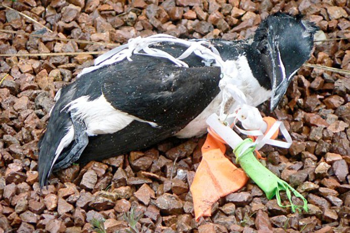 Почтовый голубь для детей