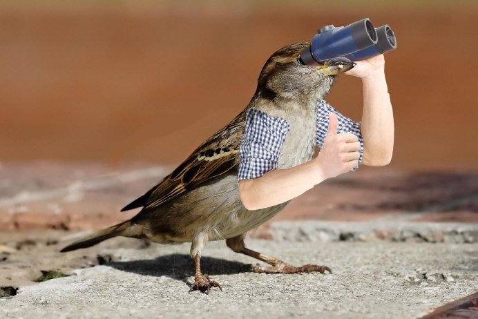 Боевой голубь