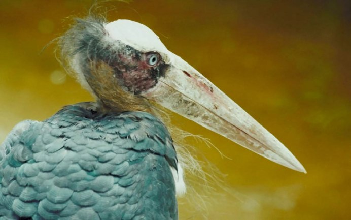 Чайка кричит