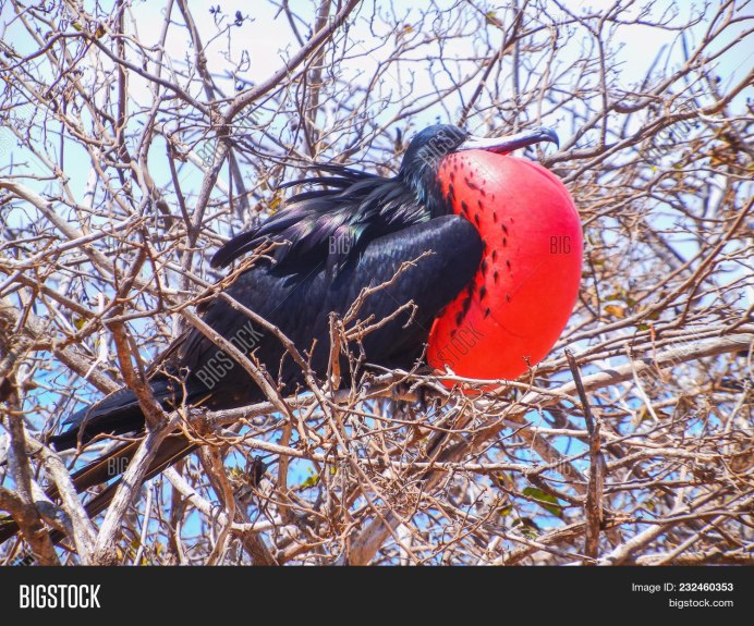 Клюв пеликана